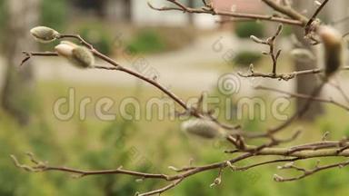 <strong>白玉</strong>兰的毛茸茸的花蕾在房子附近的花园里绽放