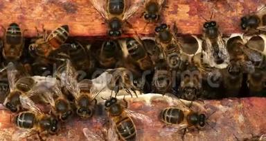 欧洲蜜蜂，蜜蜂，蜜蜂空间，诺曼底蜜蜂蜂巢，实时4K