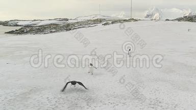 登图企鹅群站在雪岸空中