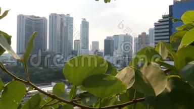 绿叶对抗都市。 曼谷阳光明媚的一天，公园树与摩天大楼的近景绿叶