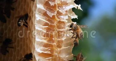 欧洲蜂蜜蜜蜂，意大利蜜蜂，野雷蜜蜂，在阿尔维鲁斯工作的蜜蜂，在诺曼底采摘蜜蜂，野生蜜蜂蜂巢，
