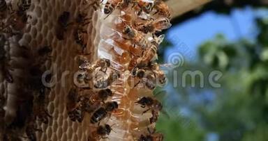 欧洲蜂蜜<strong>蜜蜂</strong>，意大利<strong>蜜蜂</strong>，野雷<strong>蜜蜂</strong>，在阿尔维鲁斯工作的<strong>蜜蜂</strong>，在诺曼底采摘<strong>蜜蜂</strong>，野生<strong>蜜蜂</strong>蜂巢，