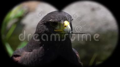 哈里斯`的鹰鸟鹦鹉通过双筒望<strong>远</strong>镜看到。 从望<strong>远</strong>镜看到的。 观鸟活<strong>动</strong>