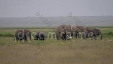 一家非洲大<strong>象</strong>，在大草原的牧场上放着小草