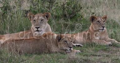 非洲狮子，美洲狮，母狮和幼崽，肯尼亚内罗毕公园，实时
