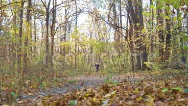 在秋天的森林里，美国斯塔福德郡的田鼠在田鼠的手中横渡