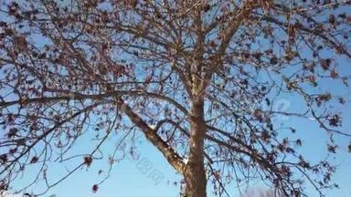 拉瓦尔，加拿大魁北克-2019年2月14日。 枫树冬雪风暴后.. 加拿大住宅内冬季树木
