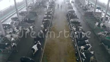 工人们走在牛棚里，俯视图。