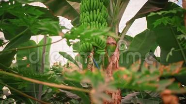 <strong>香蕉种植</strong>园。 <strong>香蕉</strong>树，有巨大的绿叶。 一串绿色生长的<strong>香蕉</strong>.. 有机食品的概念