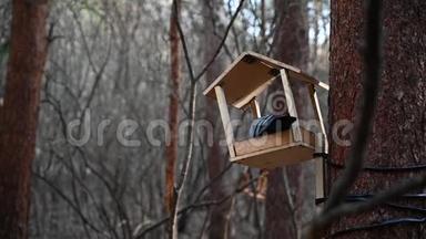 鸽子站在一个有创意的鸟饲<strong>养</strong>器上，绑在树干上。 鸽子的眼睛。 早寒<strong>春</strong>