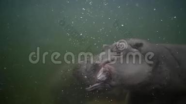 大型河马在动物园的泥水中游泳，动物在模仿野生动物