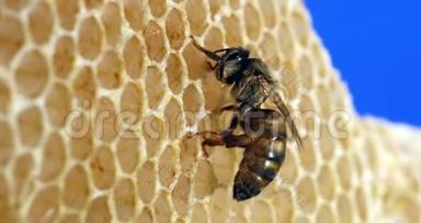 欧洲蜂蜜蜜蜂，意大利蜜蜂，年轻蜡光皇后，诺曼底蜂房，实时4K