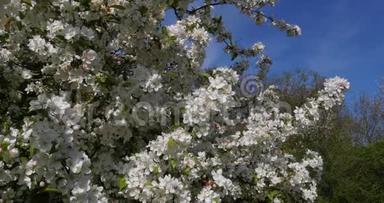 蓝天背景下花中苹果树的枝，诺曼底，实时