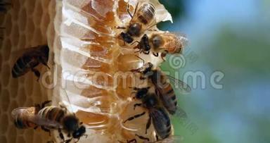 欧洲蜂蜜<strong>蜜蜂</strong>，意大利<strong>蜜蜂</strong>，野雷<strong>蜜蜂</strong>，在阿尔维鲁斯工作的<strong>蜜蜂</strong>，在诺曼底采摘<strong>蜜蜂</strong>，野生<strong>蜜蜂</strong>蜂巢，