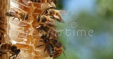 欧洲蜂蜜蜜蜂，意大利蜜蜂，野雷蜜蜂，在阿尔维鲁斯工作的蜜蜂，在诺曼底采摘蜜蜂，野生蜜蜂蜂巢，