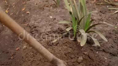 戴手套的专业园丁正用铲子把植物周围的土壤弄松。