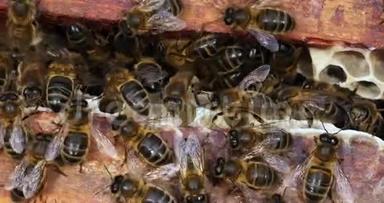 欧洲蜜蜂，蜜蜂，蜜蜂空间，诺曼底蜜蜂蜂巢，实时4K
