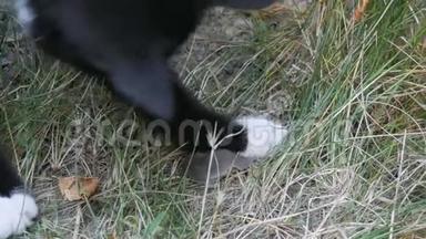 黑白猫在草地上和真正<strong>活泼</strong>的灰老鼠玩耍