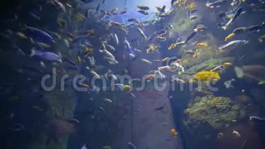 许多美丽的鱼在阳光的背景下在水族馆游泳