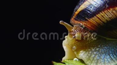 螺旋波马提亚，俗称罗马<strong>蜗牛</strong>、勃艮第螺、食用<strong>蜗牛</strong>或。 <strong>蜗牛</strong>慢慢地爬在树叶上，特写镜头