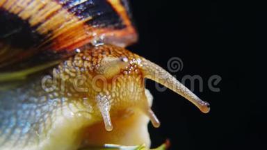 螺旋波马提亚，俗称罗马蜗牛、勃艮第螺、食用蜗牛或。 蜗牛慢慢地爬在树叶上，特写镜头