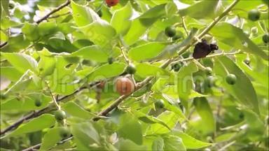 美丽的红果，卡普林或牙买加樱桃，在温暖的<strong>春风</strong>中摇摆。
