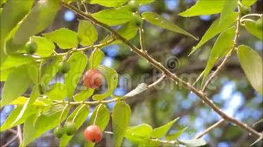 美丽的红果，卡普林或牙买加樱桃，在温暖的春风中摇摆。