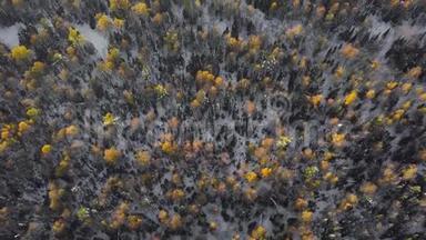 黄冬林带雪.. 寒冷天气中的彩色落叶乔木。 <strong>高空</strong>俯视图