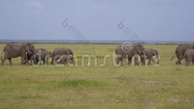 野生非洲<strong>大象</strong>穿过<strong>保护</strong>区的牧场的大草原