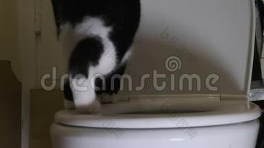 黑猫探索厕所的边缘，站在它的后腿