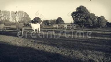 下午晚些时候，一小群白母牛、公牛和小牛在吃草。 旧的，黄的黑白使用的镜头。