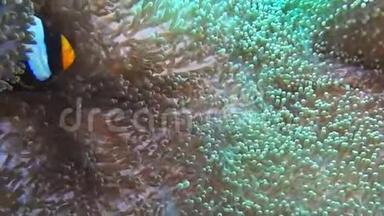在<strong>png</strong>的一个珊瑚礁上，靠近两只克拉克`的anenome fish和它们的宿主anenome-
