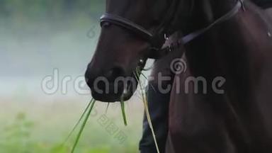 美丽的长发女孩骑着一匹马，一匹马嚼着草，<strong>雾气缭绕</strong>，清晨