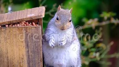 灰松鼠在初冬从花生盒中喂食。