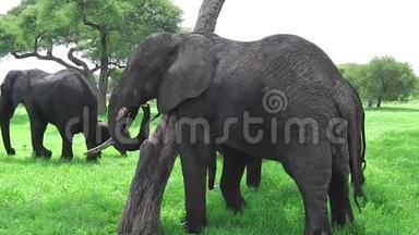 非洲大象抓挠