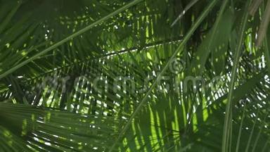 棕榈树，<strong>阳光</strong>透过<strong>树叶</strong>照耀。 <strong>阳光</strong>透过棕榈树的叶子照耀着。