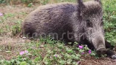 森林里一头小野猪的特写镜头