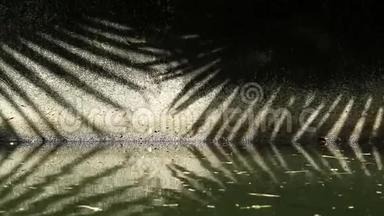 自然模式。 <strong>中国扇</strong>棕榈树叶片在渠壁和水面上的抽象阴影