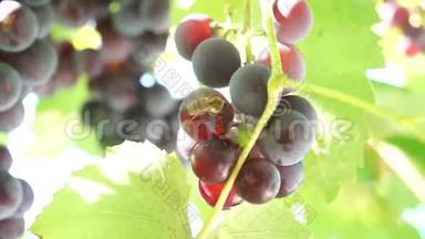 一<strong>串串</strong>被太阳照亮的葡萄。 大葡萄。 绿色葡萄。 紫色葡萄。 农业和酿酒。