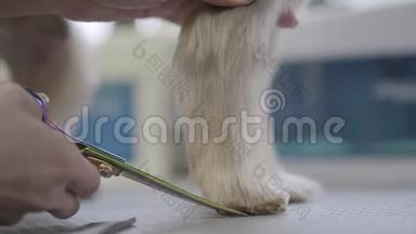 宠物美容师用剪刀在美容师沙龙里把小狗的毛剪在爪子上。 专业动物理发师