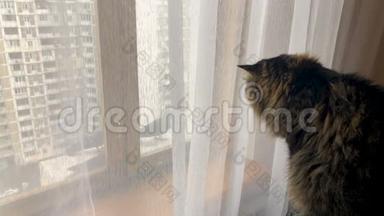 美丽的成年猫<strong>看着窗外</strong>的鸽子