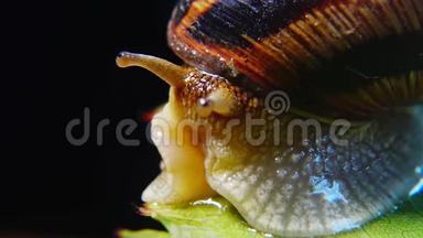 螺旋波马提亚，俗称罗马<strong>蜗牛</strong>、勃艮第螺、食用<strong>蜗牛</strong>或。 <strong>蜗牛</strong>慢慢地爬在树叶上，特写镜头
