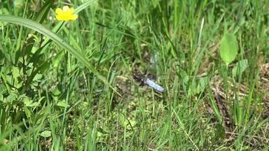 蜻蜓宽体追逐器或宽体达特Libellula低沉器降落在绿色的草叶上，减速16倍