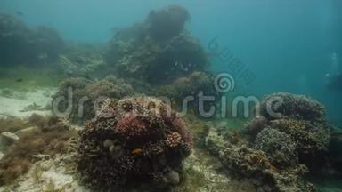 海底有珊瑚和热带鱼。 珊瑚礁和鱼在水下。 菲律宾Camiguin