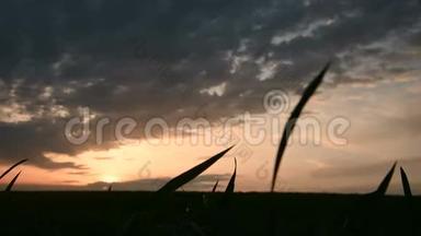 落日背景下一片<strong>绿色</strong>麦田的全景轮廓和一片带有晚霞的史诗般的天空