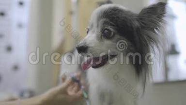 宠物美容师狗毛和剪刀在美容沙龙。 兽医诊所的专业动物理发和造型。 好好照顾