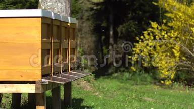 蜜蜂在蜂箱周围飞来飞去