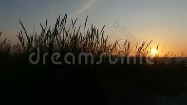 沙丘草的落日剪影