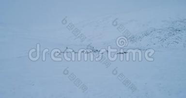 西伯利亚蒙古包在中间的冻土带在傍晚雪橇和驯鹿周围的视频拍摄与无人机从顶部。