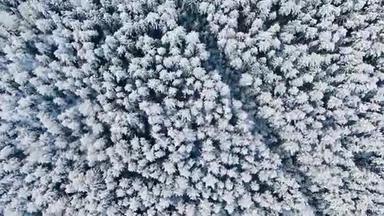 冬季背景高杉树的俯视图。 动作。 森林中白雪皑皑的森林美景。 深处